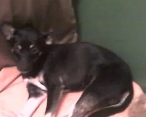 Cachorro raça Vira-lata idade 2 anos nome Genie (Dini) GRATIFICA