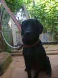 Kiko