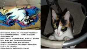 Gato raça SRD idade 2 anos nome MEL