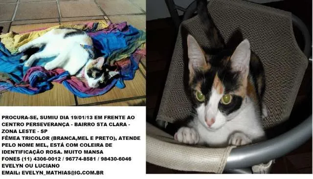 Gato ra a SRD idade 2 anos nome MEL