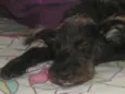 Pantufa