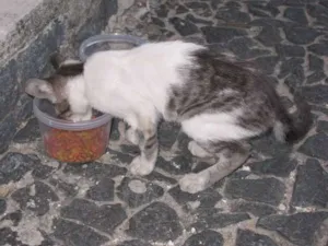 Gato raça vira lata idade 2 a 6 meses nome nao tem