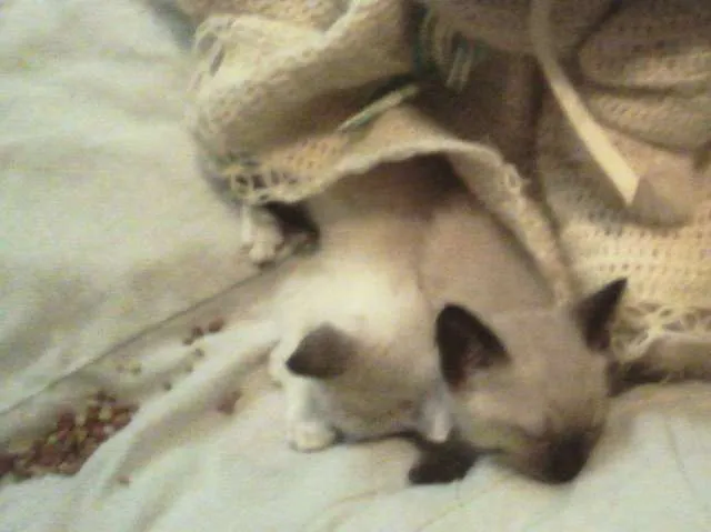 Gato ra a SRD idade Abaixo de 2 meses nome Sol e Lua