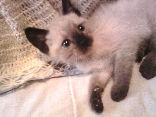 Gato ra a SRD idade Abaixo de 2 meses nome Sol e Lua