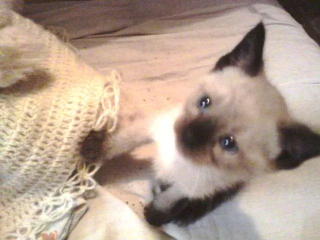 Gato ra a SRD idade Abaixo de 2 meses nome Sol e Lua