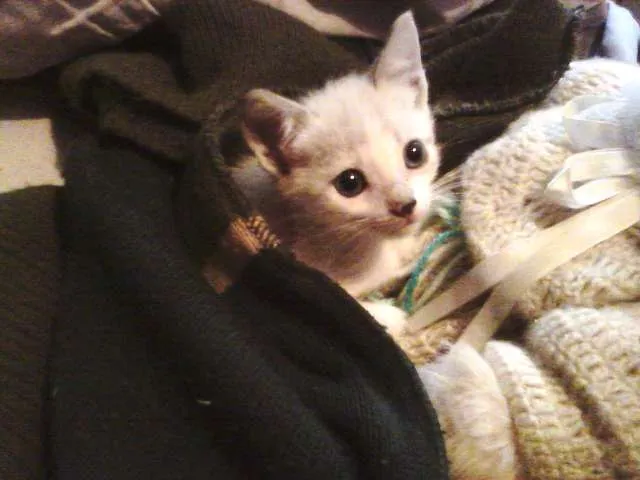 Gato ra a SRD idade Abaixo de 2 meses nome Sol e Lua