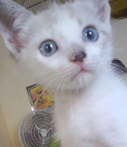 Gato ra a SRD idade Abaixo de 2 meses nome Sol e Lua