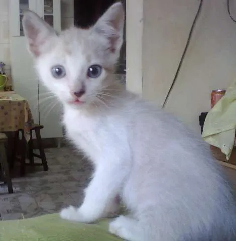 Gato ra a SRD idade Abaixo de 2 meses nome Sol e Lua
