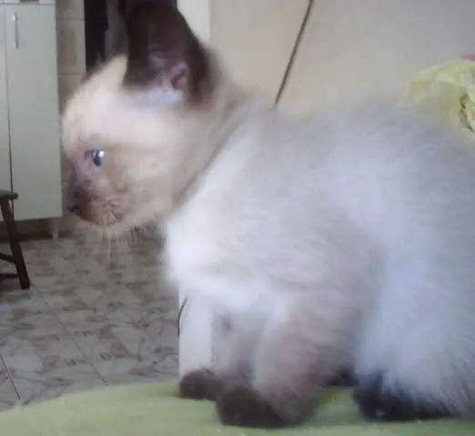 Gato ra a SRD idade Abaixo de 2 meses nome Sol e Lua