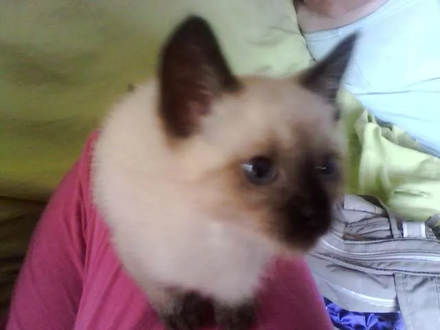 Gato ra a SRD idade Abaixo de 2 meses nome Sol e Lua