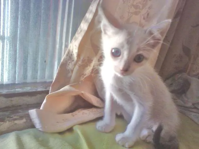 Gato ra a SRD idade Abaixo de 2 meses nome Sol e Lua