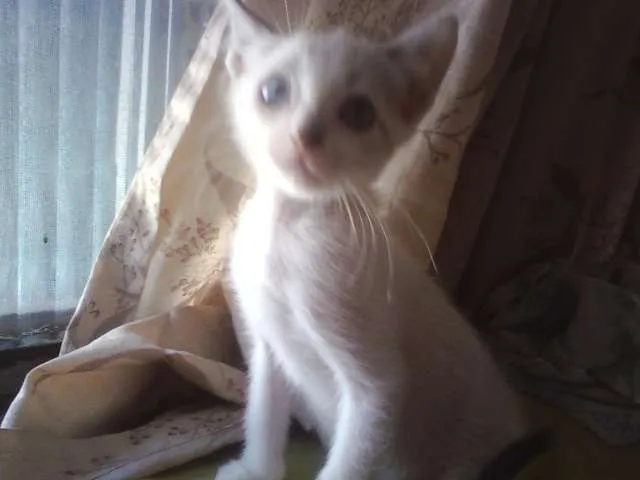 Gato ra a SRD idade Abaixo de 2 meses nome Sol e Lua