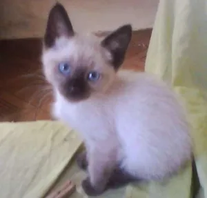 Gato raça SRD idade Abaixo de 2 meses nome Sol e Lua