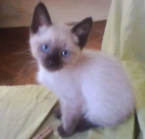 Gato ra a SRD idade Abaixo de 2 meses nome Sol e Lua