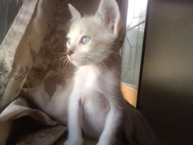 Gato ra a SRD idade Abaixo de 2 meses nome Sol e Lua