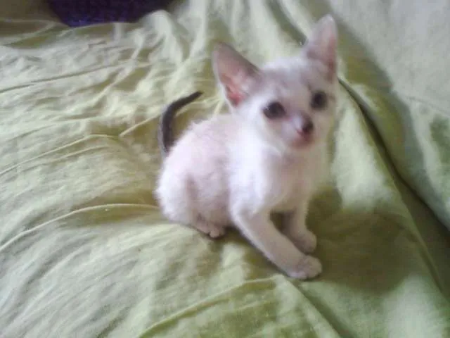 Gato ra a SRD idade Abaixo de 2 meses nome Sol e Lua