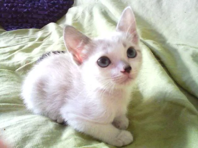Gato ra a SRD idade Abaixo de 2 meses nome Sol e Lua