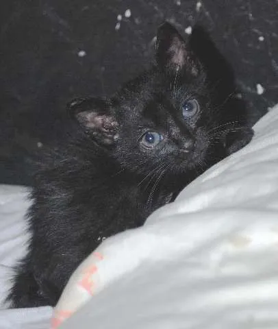 Gato ra a ñ definida idade Abaixo de 2 meses nome Pettit