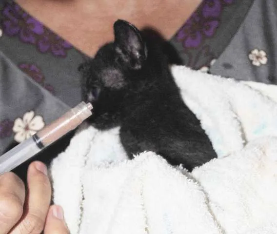 Gato ra a ñ definida idade Abaixo de 2 meses nome Pettit