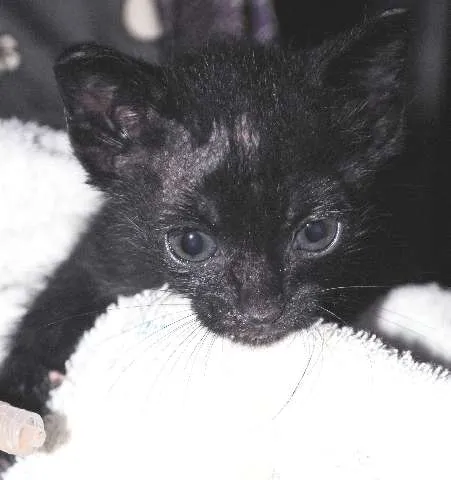 Gato ra a ñ definida idade Abaixo de 2 meses nome Pettit