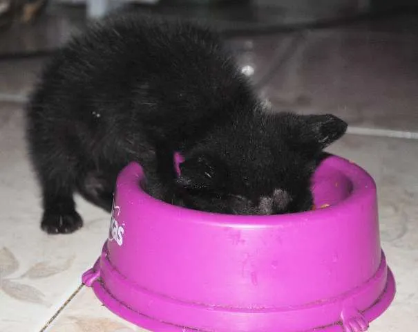Gato ra a ñ definida idade Abaixo de 2 meses nome Pettit