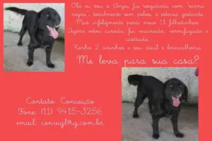 Cachorro raça SRD idade 2 anos nome ANJA