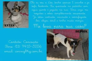 Cachorro raça SRD idade 1 ano nome LEO