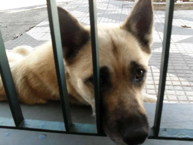 Cachorro ra a Pastor Alemão idade  nome não sei