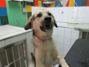 Cachorro raça SRD idade 2 anos nome DOUG