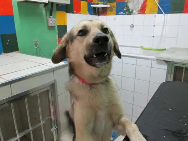 Cachorro ra a SRD idade 2 anos nome DOUG