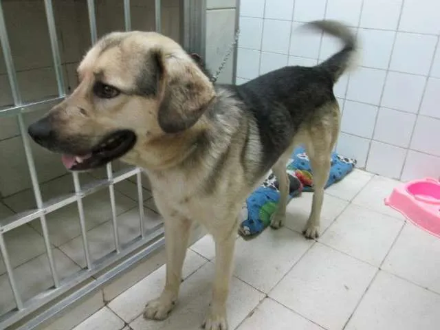 Cachorro ra a SRD idade 2 anos nome DOUG