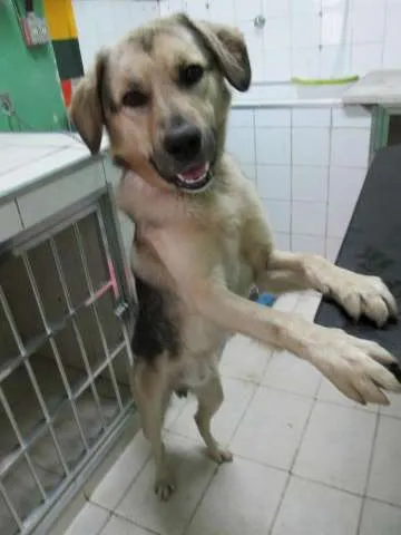 Cachorro ra a SRD idade 2 anos nome DOUG