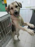 DOUG
