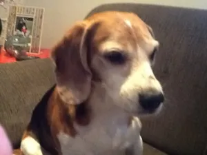 Cachorro raça beagle idade 5 anos nome Snooopy
