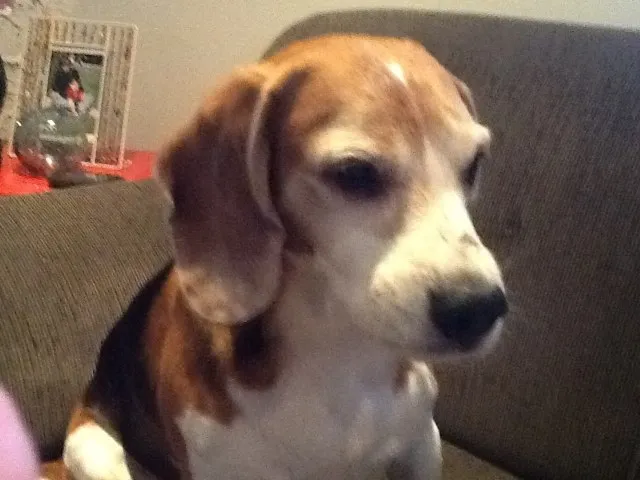 Cachorro ra a beagle idade 5 anos nome Snooopy