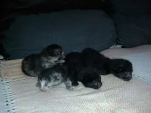 Gato raça Vira-lata idade Abaixo de 2 meses nome Filhotes