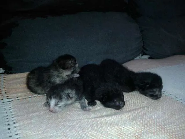 Gato ra a Vira-lata idade Abaixo de 2 meses nome Filhotes