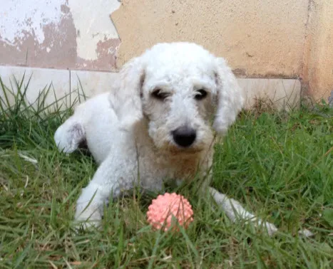 Cachorro ra a Poodle idade 4 anos nome Apelido (Jão)