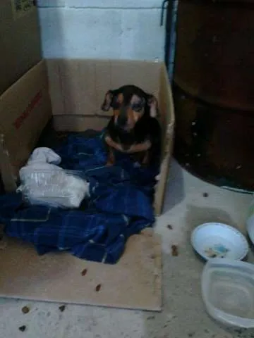 Cachorro ra a Basset-Cofap- mestiço idade 6 ou mais anos nome Thor