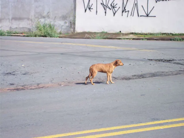 Cachorro ra a vira lata idade  nome não sei