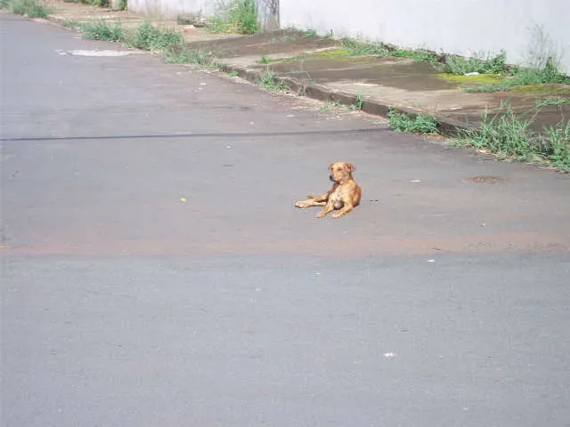 Cachorro ra a vira lata idade  nome não sei