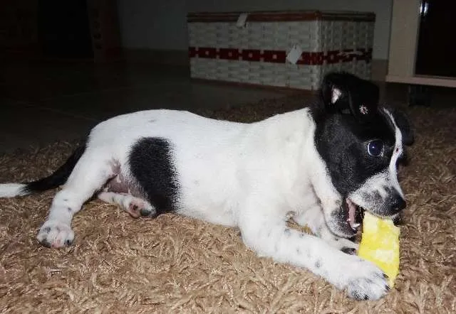 Cachorro ra a fox paulistinha idade 2 a 6 meses nome Bike
