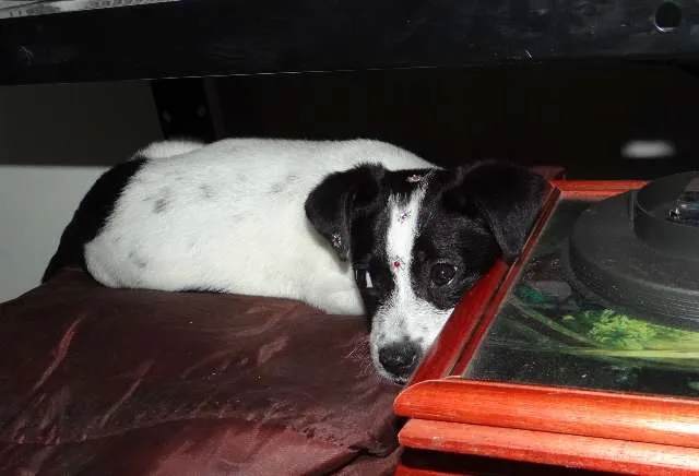 Cachorro ra a fox paulistinha idade 2 a 6 meses nome Bike