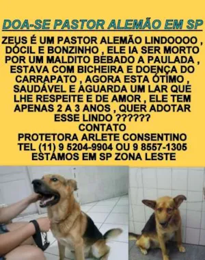 Cachorro raça pastor alemão idade 2 anos nome Zeus
