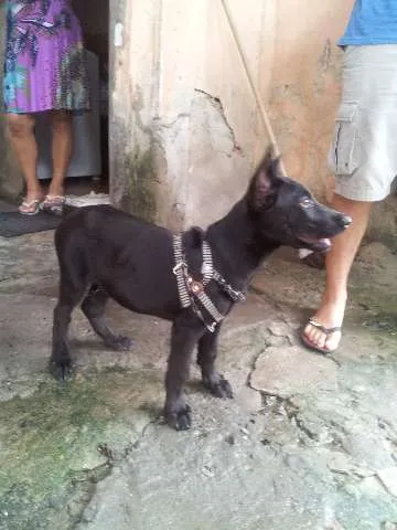 Cachorro ra a MIX LABRADOR idade 2 a 6 meses nome FRED