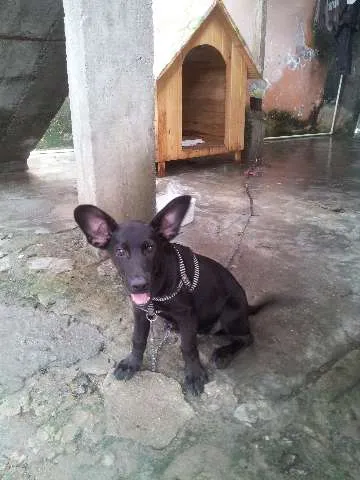 Cachorro ra a MIX LABRADOR idade 2 a 6 meses nome FRED