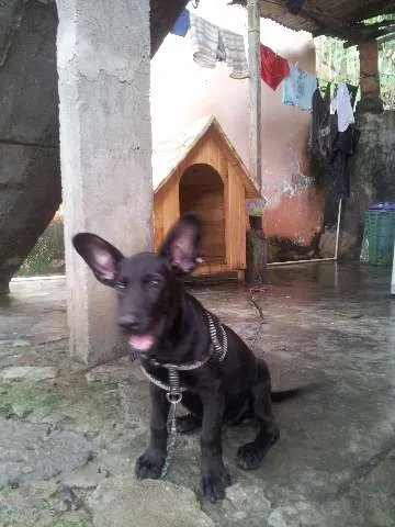 Cachorro ra a MIX LABRADOR idade 2 a 6 meses nome FRED