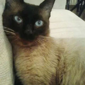 Gato raça Siamês idade 4 anos nome Miguel