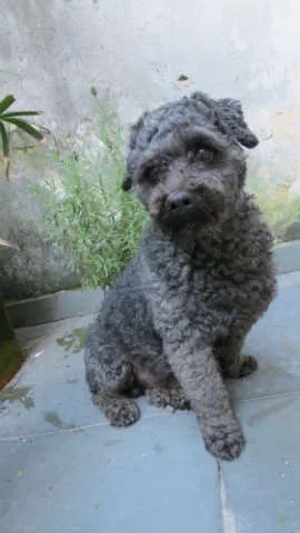 Cachorro ra a poodle idade 6 ou mais anos nome Desconhecido