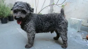 Cachorro raça poodle idade 6 ou mais anos nome Desconhecido